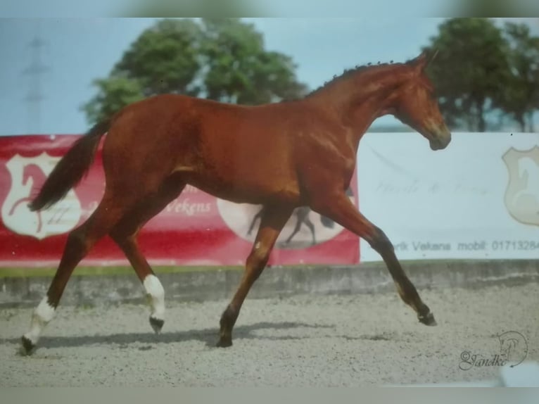 Westfaliano Giumenta 6 Anni 167 cm Baio in Frankenberg