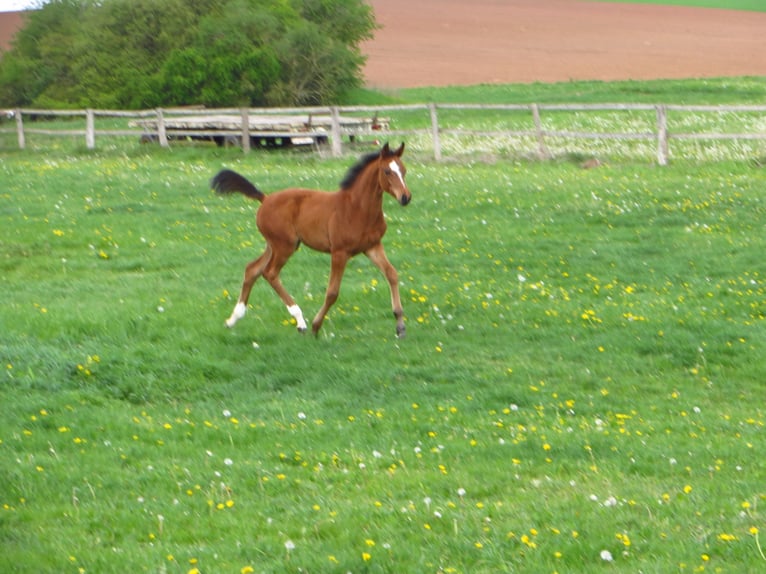 Westfaliano Giumenta 6 Anni 167 cm Baio in Frankenberg