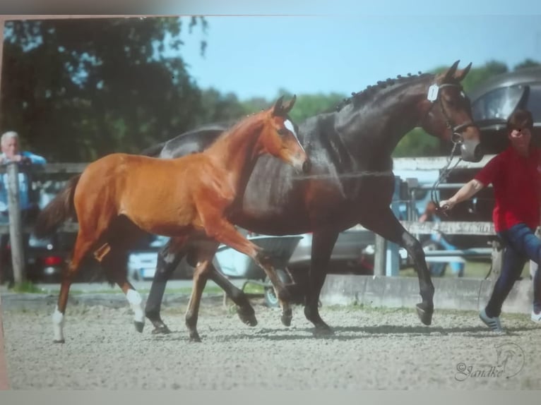 Westfaliano Giumenta 6 Anni 167 cm Baio in Frankenberg