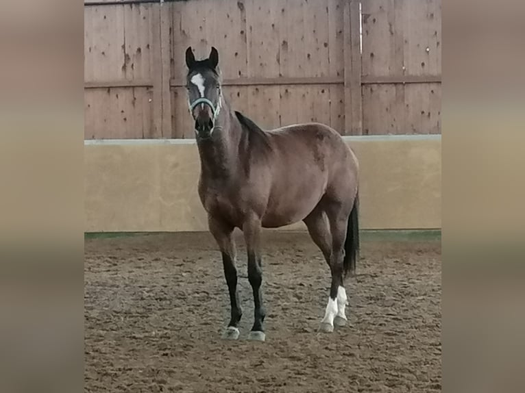 Westfaliano Giumenta 6 Anni 167 cm Baio in Frankenberg