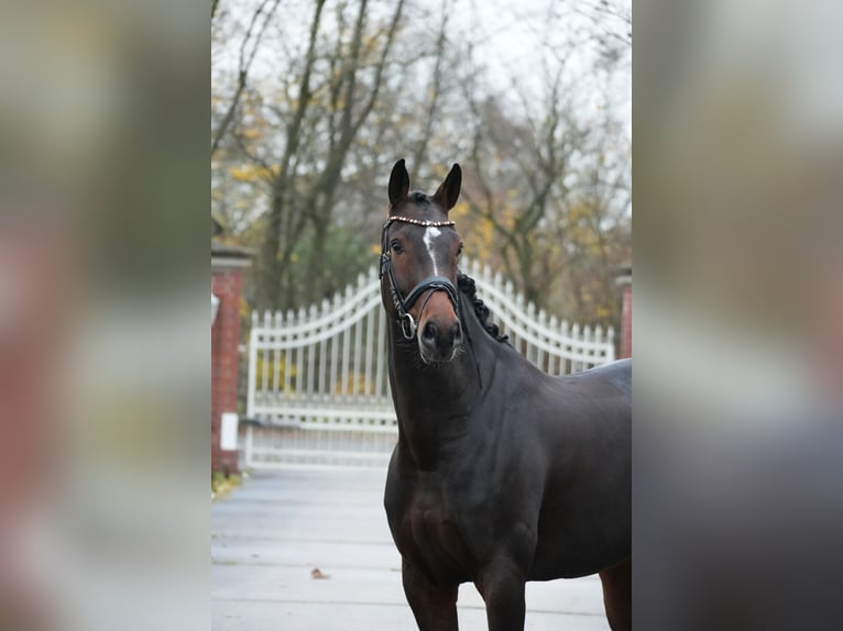 Westfaliano Giumenta 6 Anni 167 cm Baio in RosendahlRosendahl