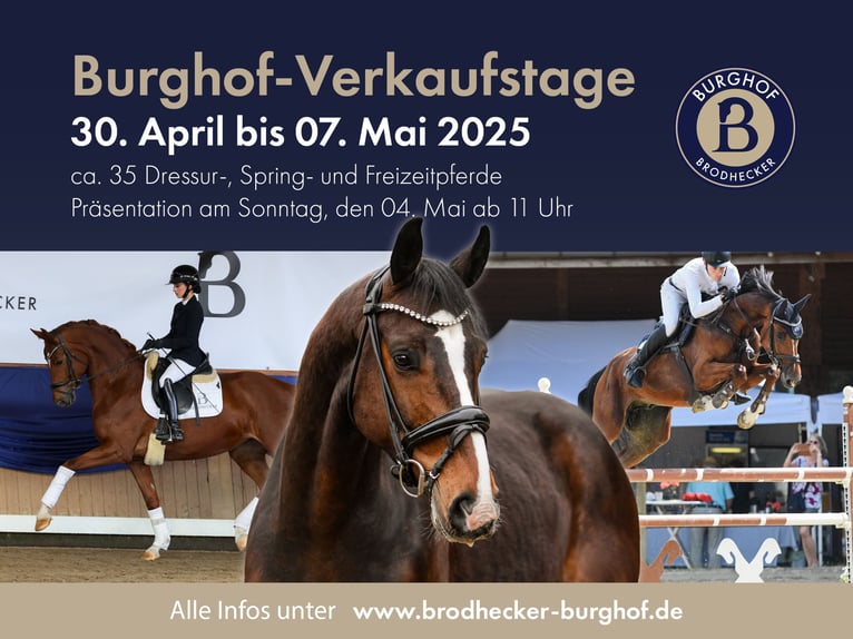 Westfaliano Giumenta 6 Anni 167 cm Baio in Riedstadt