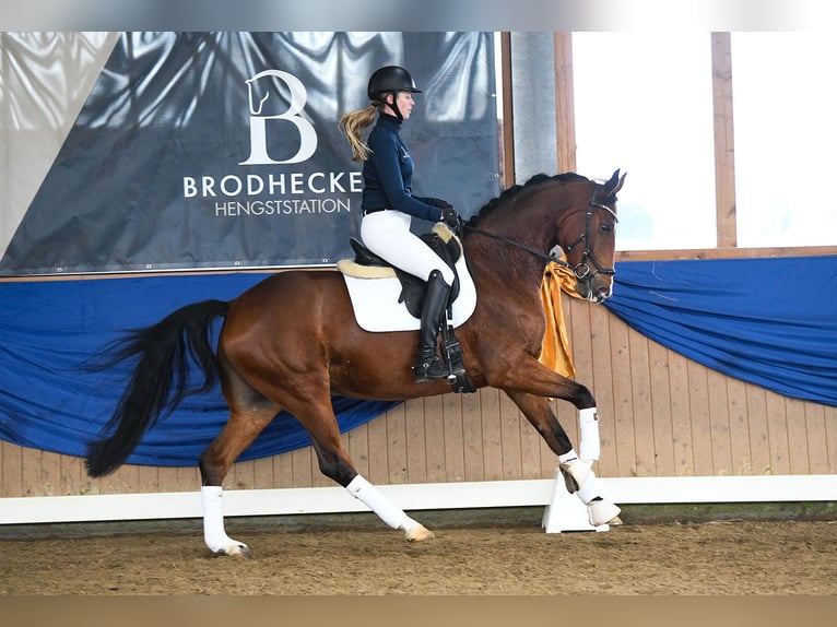 Westfaliano Giumenta 6 Anni 167 cm Baio in Riedstadt