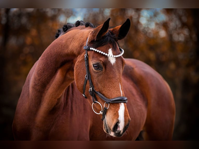 Westfaliano Giumenta 6 Anni 167 cm Baio in Riedstadt