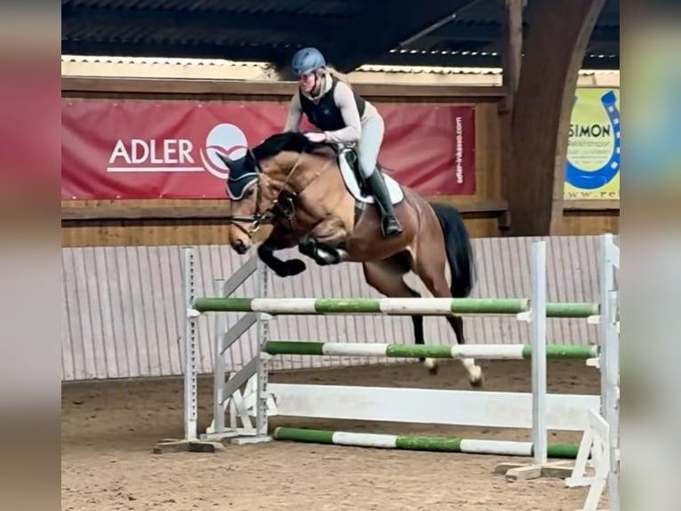 Westfaliano Giumenta 6 Anni 167 cm Baio in Schenklengsfeld