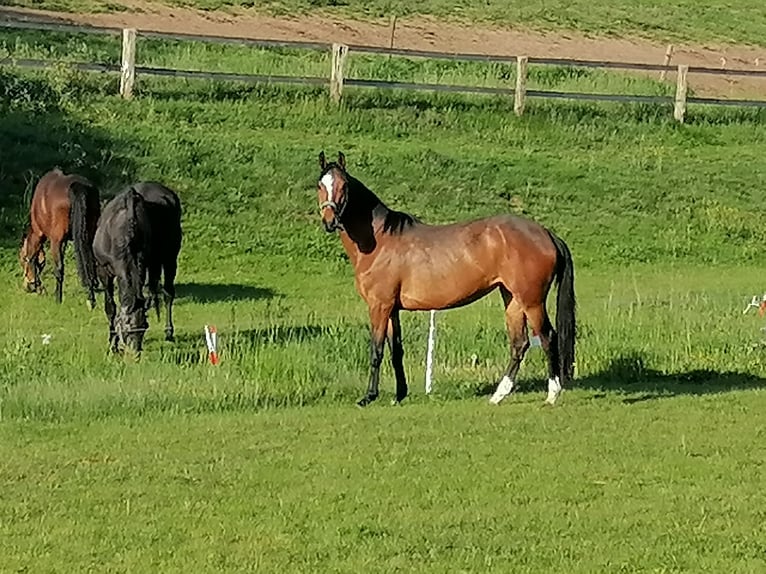 Westfaliano Giumenta 6 Anni 167 cm Baio in Frankenberg