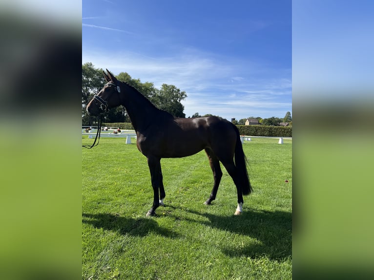 Westfaliano Giumenta 6 Anni 167 cm Baio scuro in Wietmarschen