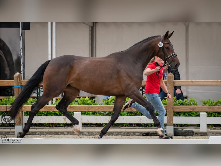 Westfaliano Giumenta 6 Anni 167 cm Baio scuro in Wietmarschen