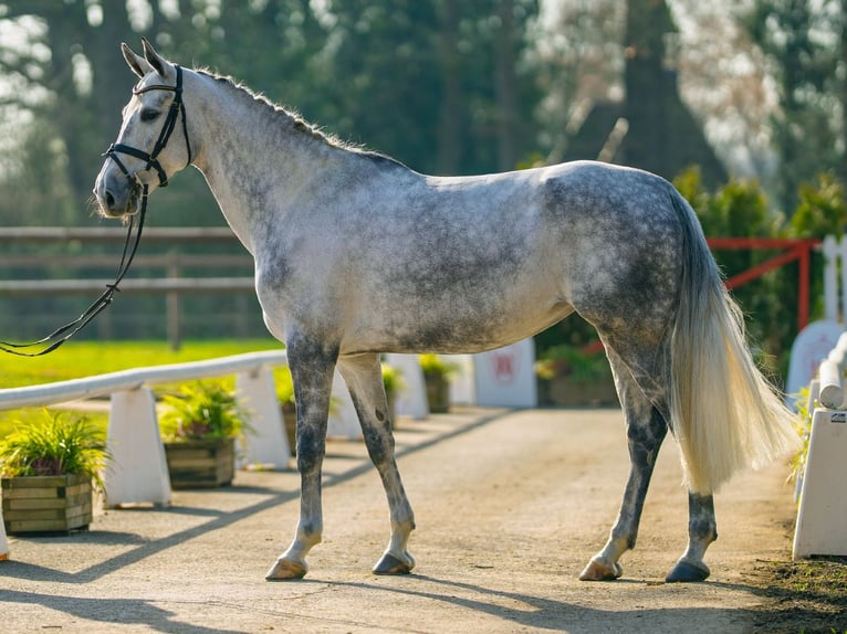Westfaliano Giumenta 6 Anni 167 cm Grigio in Münster-Handorf