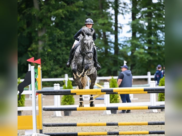 Westfaliano Giumenta 6 Anni 167 cm Grigio ferro in Liniewko KościerskieWysin
