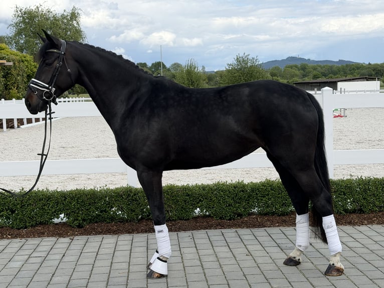 Westfaliano Giumenta 6 Anni 167 cm Morello in Riedlingen