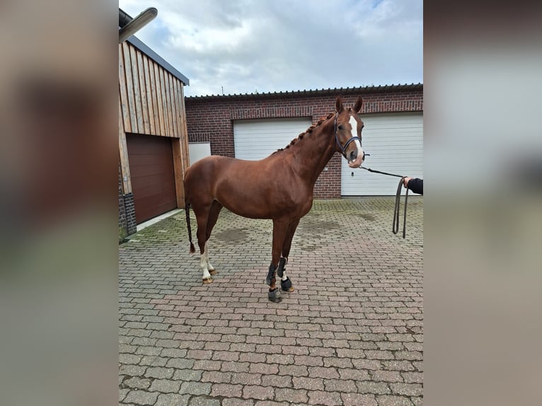 Westfaliano Giumenta 6 Anni 167 cm Sauro in Wachtendonk/Wankum