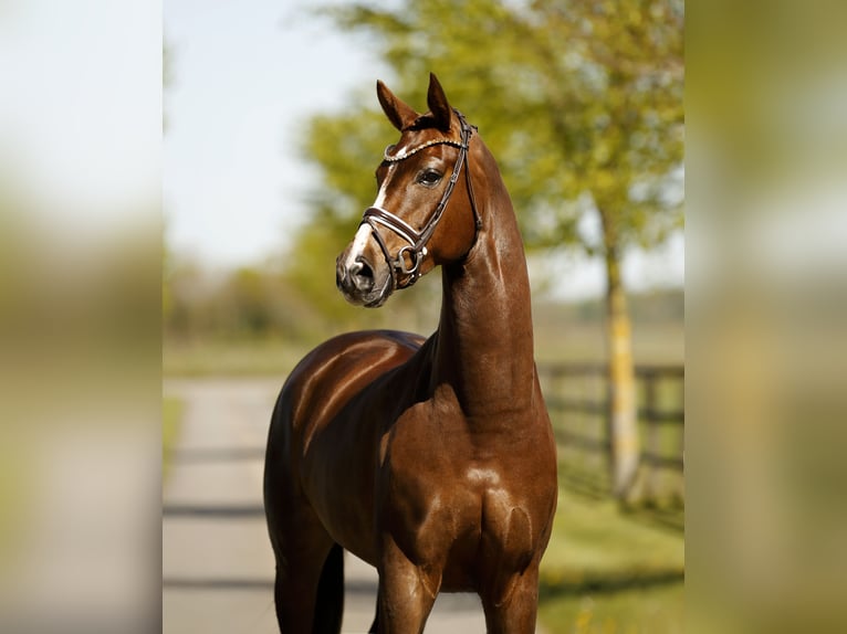 Westfaliano Giumenta 6 Anni 167 cm Sauro scuro in Diepholz