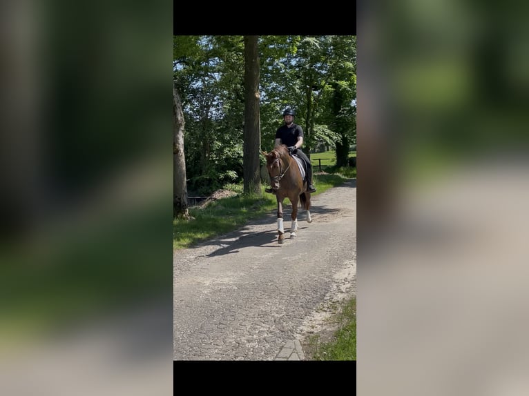 Westfaliano Giumenta 6 Anni 167 cm Sauro scuro in IbbenbürenIbbenbüren
