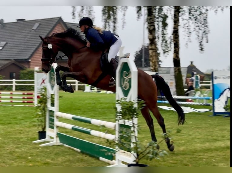Westfaliano Giumenta 6 Anni 168 cm Baio in Harsewinkel