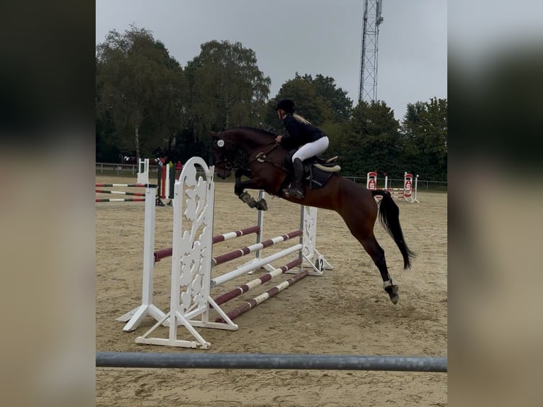 Westfaliano Giumenta 6 Anni 168 cm Baio in Harsewinkel
