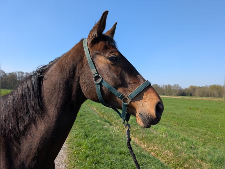 Westfaliano Giumenta 6 Anni 168 cm Baio in Winsen (Aller)
