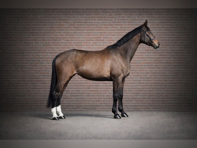 Westfaliano Giumenta 6 Anni 168 cm Baio in wietze