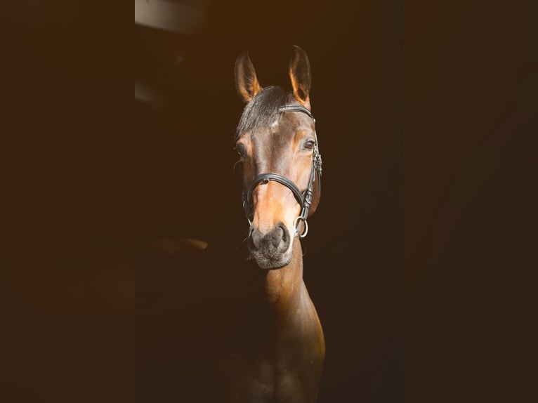 Westfaliano Giumenta 6 Anni 168 cm Baio in wietze