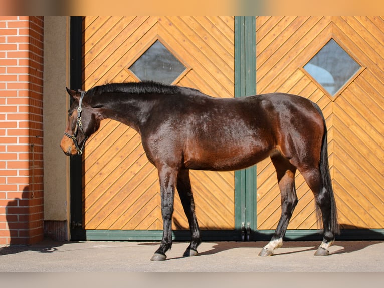 Westfaliano Giumenta 6 Anni 168 cm Baio in Wittichenau