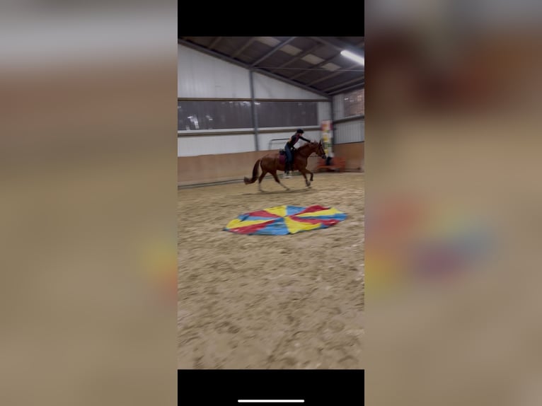 Westfaliano Giumenta 6 Anni 168 cm Sauro in Darmstadt