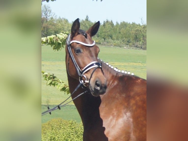 Westfaliano Giumenta 6 Anni 170 cm Baio in Iserlohn