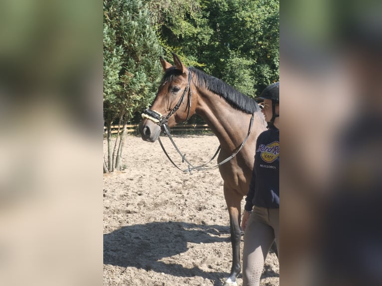 Westfaliano Giumenta 6 Anni 170 cm Baio in Braunschweig