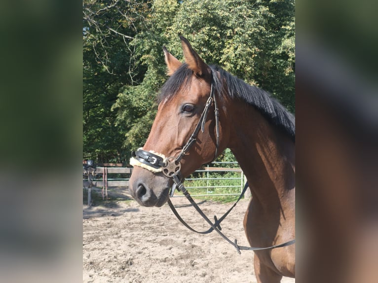 Westfaliano Giumenta 6 Anni 170 cm Baio in Braunschweig