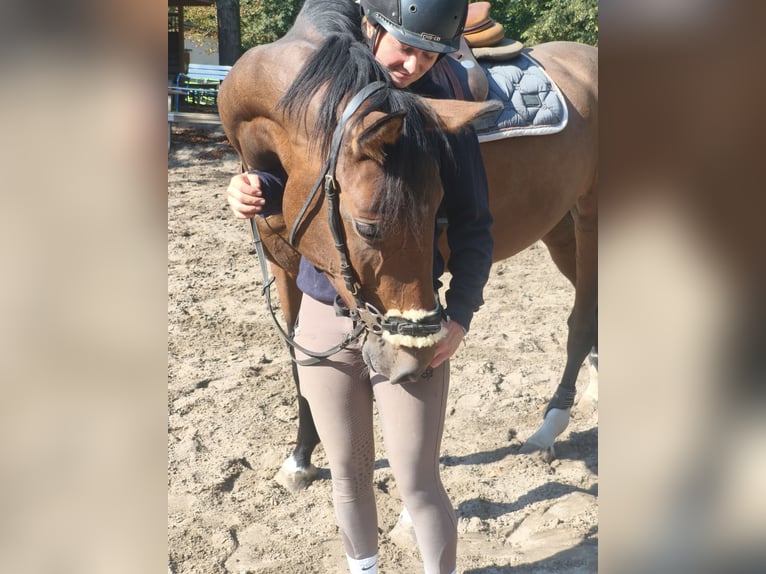 Westfaliano Giumenta 6 Anni 170 cm Baio in Braunschweig