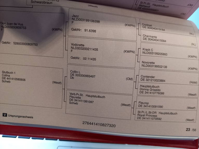 Westfaliano Giumenta 6 Anni 170 cm Baio nero in Lüdinghausen