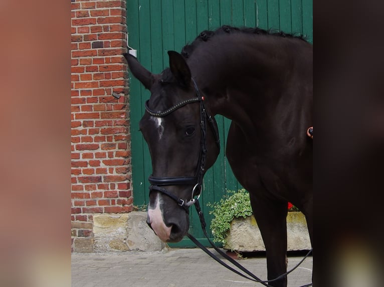 Westfaliano Giumenta 6 Anni 170 cm Baio nero in Lüdinghausen