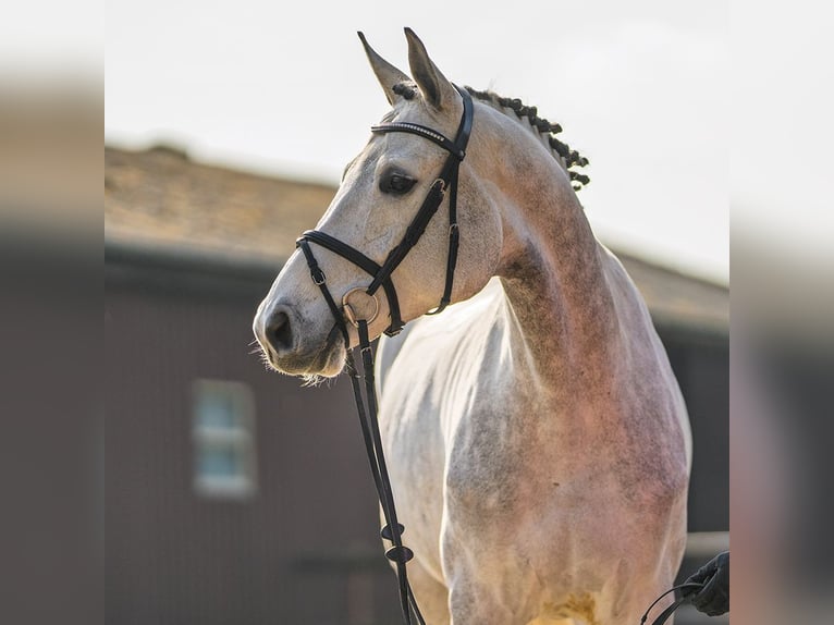 Westfaliano Giumenta 6 Anni 170 cm Grigio in Münster-Handorf