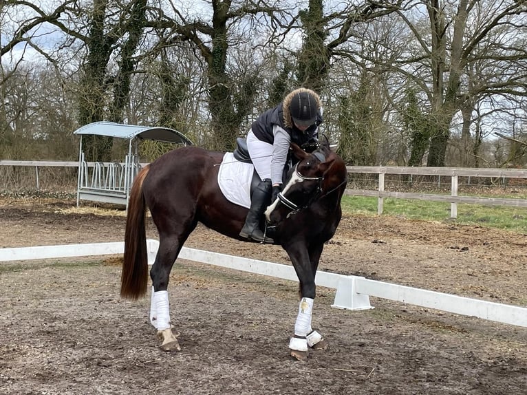 Westfaliano Giumenta 6 Anni 170 cm Sauro scuro in L&#xFC;btheen