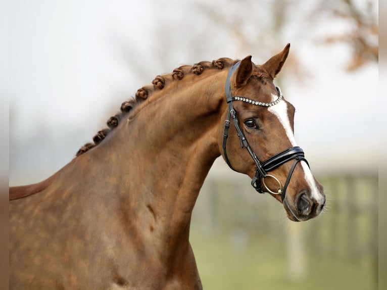 Westfaliano Giumenta 6 Anni 170 cm Sauro scuro in Diepholz