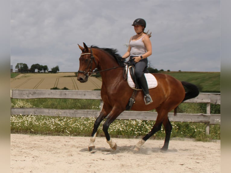 Westfaliano Giumenta 6 Anni 172 cm Baio in Beverungen