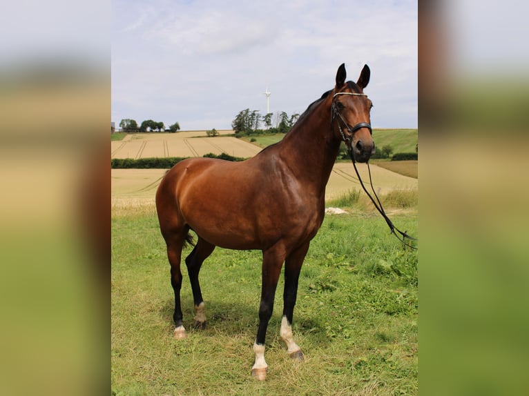 Westfaliano Giumenta 6 Anni 172 cm Baio in Beverungen