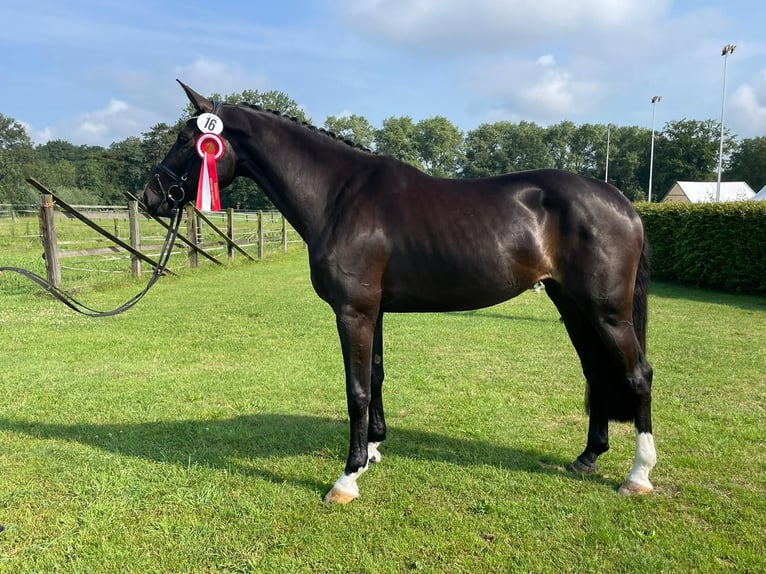 Westfaliano Giumenta 6 Anni 172 cm Baio nero in Barntrup