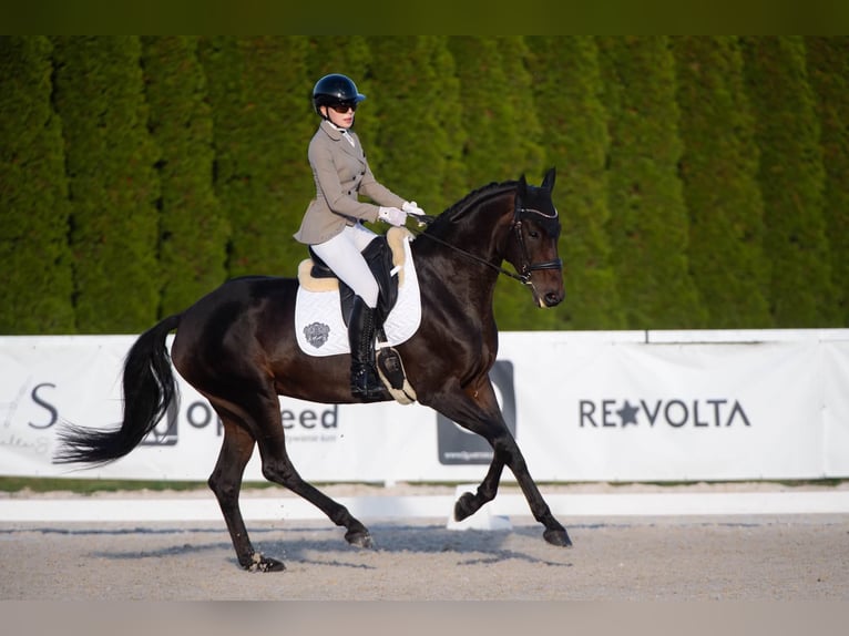 Westfaliano Giumenta 6 Anni 172 cm Baio scuro in Wysin