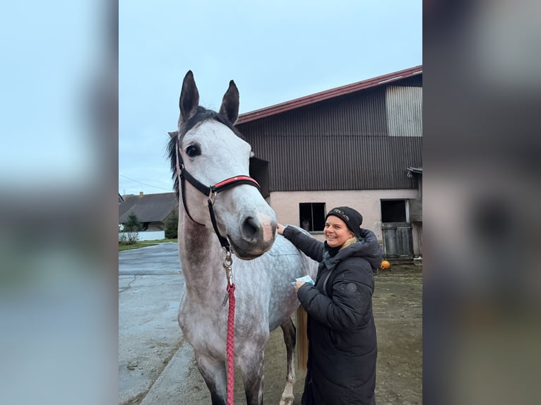 Westfaliano Giumenta 6 Anni 172 cm Grigio pezzato in Bad Dürrheim
