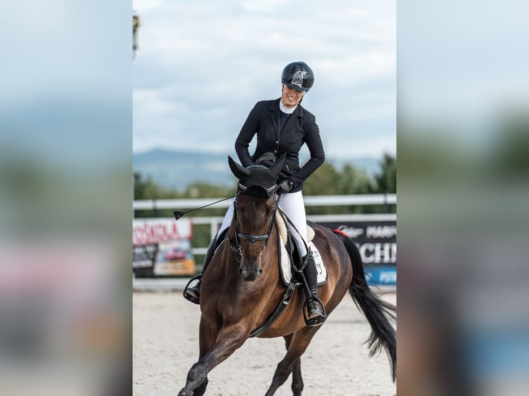 Westfaliano Giumenta 6 Anni 173 cm Baio in Mote&#x161;ice