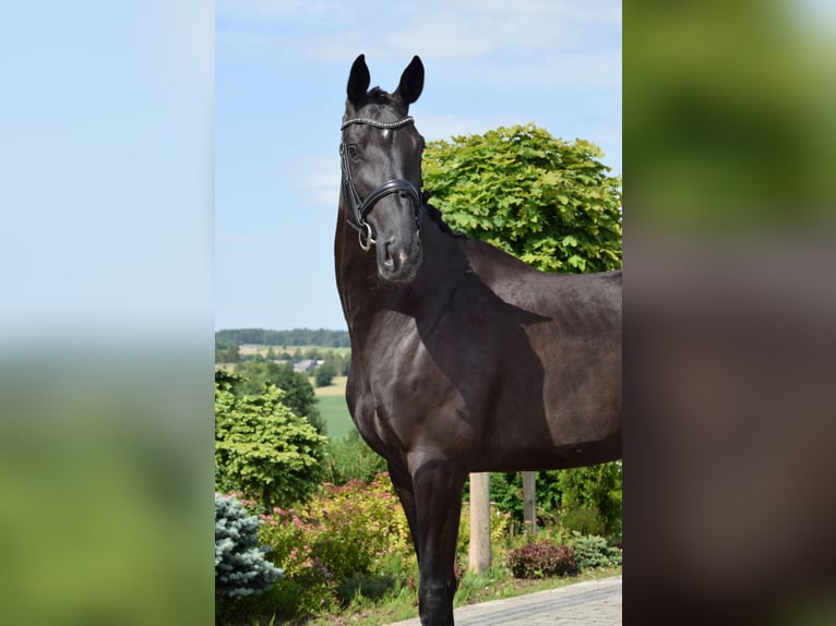 Westfaliano Giumenta 6 Anni 173 cm Morello in Wysin