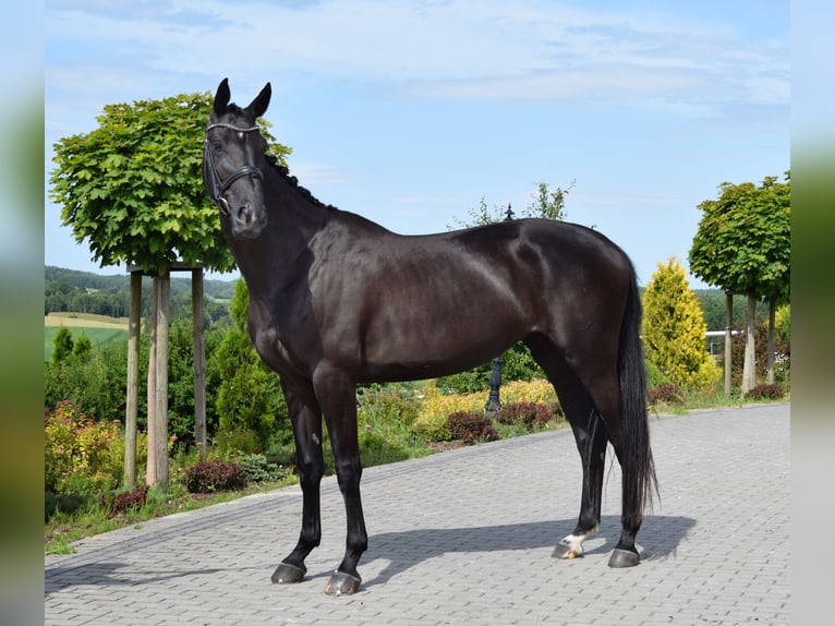 Westfaliano Giumenta 6 Anni 173 cm Morello in Wysin