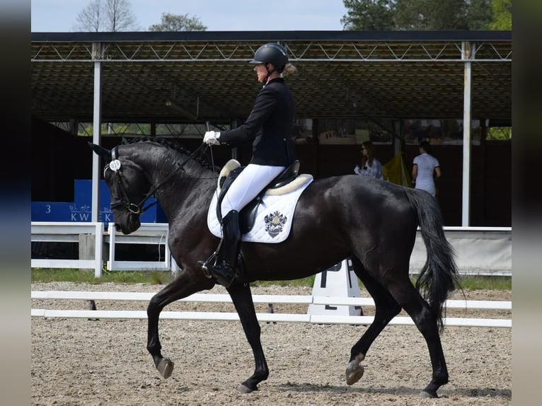 Westfaliano Giumenta 6 Anni 173 cm Morello in Wysin