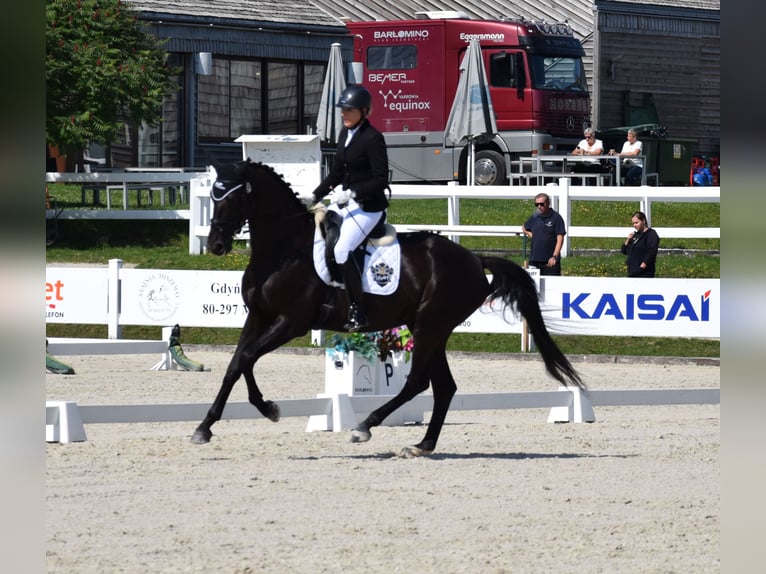 Westfaliano Giumenta 6 Anni 173 cm Morello in Wysin