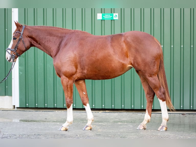 Westfaliano Giumenta 6 Anni 173 cm Sauro in Kürten