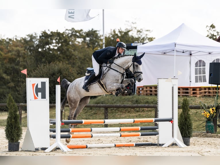 Westfaliano Giumenta 6 Anni 175 cm Grigio in Schmallenberg
