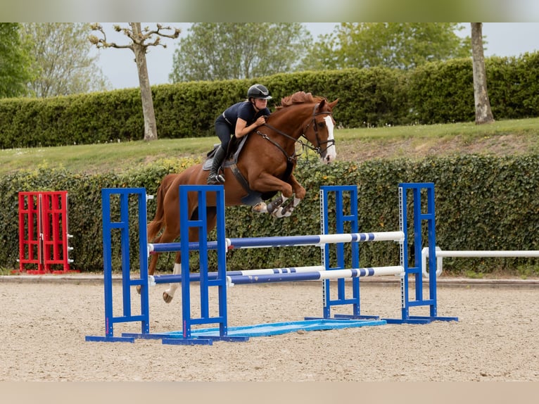 Westfaliano Giumenta 6 Anni 175 cm Sauro in Neunkirchen-Seelscheid