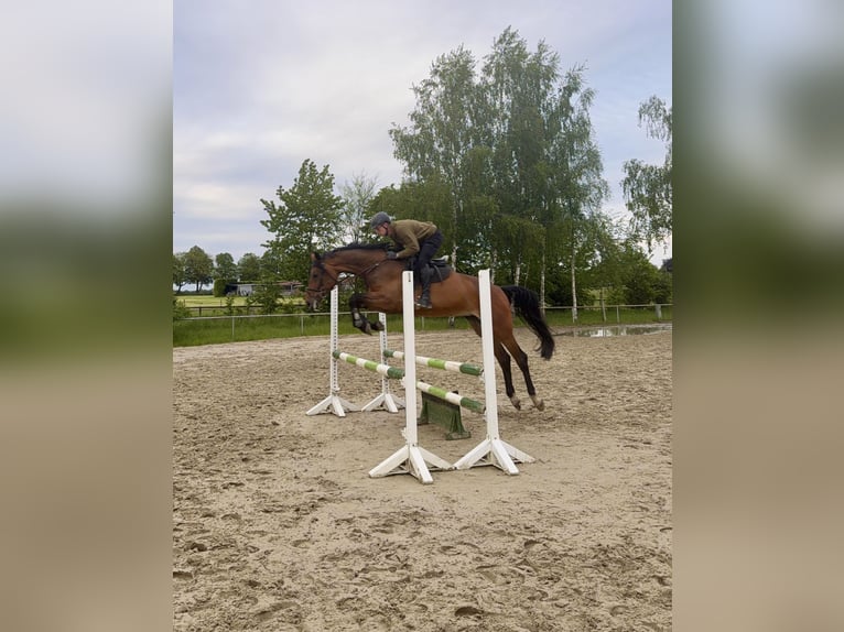 Westfaliano Giumenta 6 Anni 179 cm Baio in Ascheberg