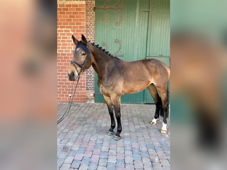 Westfaliano Giumenta 6 Anni 179 cm Baio in Ascheberg