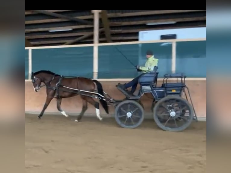 Westfaliano Giumenta 6 Anni 180 cm Baio in Halle